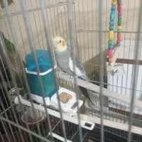 عروس هلندی جفت