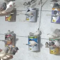 لونه فنچسانان مناسب پرورش قفسی و گ.له