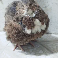 دسته بازی فروش انواع بل دردچ ی ن معمولی و زینتی