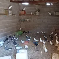 کبوتر فروشی
