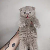 واگذاری بچه گربه اسکاتیش دبل فولد