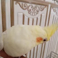 عروس هلندی