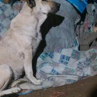 سگ ماده سراب