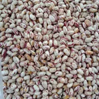 لوبیا چیتی خشک محلی