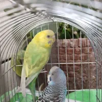 یک جفت مرغ عشق