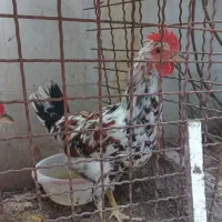 خروس نیمچه