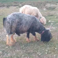 قوچ بختیاری