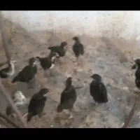 گلپایگان ۴ماهه