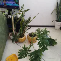 گل سانسوریاو گل برگ انجیری
