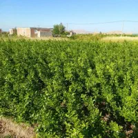 پرتقال|گل و گیاه طبیعی|عنبرآباد, |دیوار