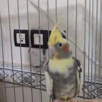 عروس هلندی ابلق سخنگو