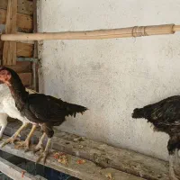 مرغ و خروس لاری