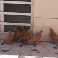 زرد دمسفید .یهودی .پلنگ