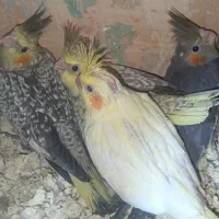 جوجه گرینچیک وعروس