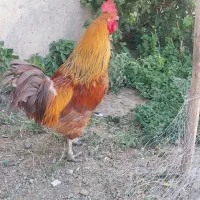 خروس محلی