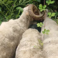 فروش گوسفند محلی