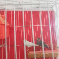 دوعددفنچ مولد نروماده قیمت ۴۰۰