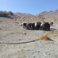 به عکس‌ها توجه نکن فیلم رو ببین
