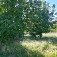 باغ-گردو-انگور