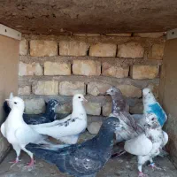 کبوتر پرشی