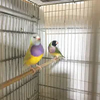 فنچ گلدین  بنگالی  کرواتی  پارسون