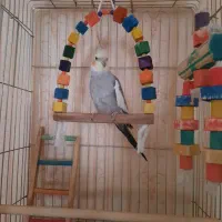 عروس هلندی گمشده