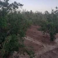 فروش-باغ-اناری-جای-دینج-وعالی