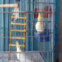 جوجه عروس هلندی