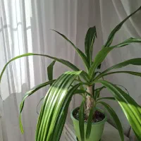 گل سوسن عنکبوتی شاداب