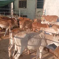 ۱۸ راس گوساله نر خرم آباد