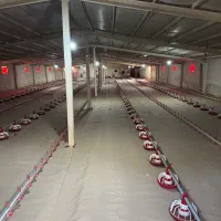 مرغداری ۲۲۰۰۰ قطعه