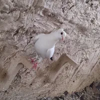 کبوتر