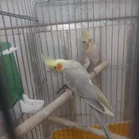 عروس هلندی ماده