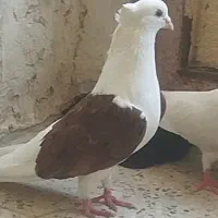 یه جفت کبوتر بی نقص