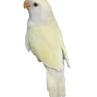 پرنده
