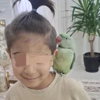 شاه طوطی نر