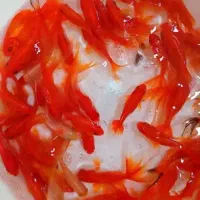 فرپش عمده ماهی و ترقه