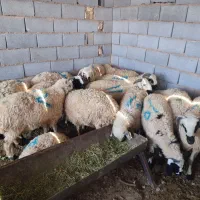 بره نر