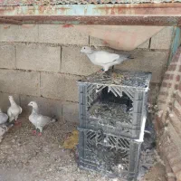 کبوتر بی خط