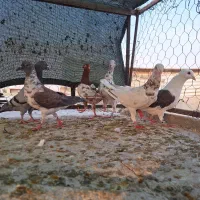 پرنده