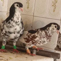 کفتر پرشی جفتگاه
