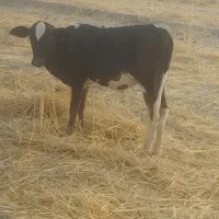 پارک نر