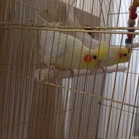 عروس هلندی