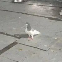 کبوتر  یال سبز نر