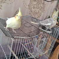 عروس هلندی