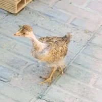 جوجه