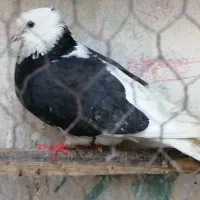 کفتر