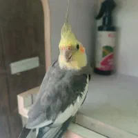 ۱ عدد عروس هلندی