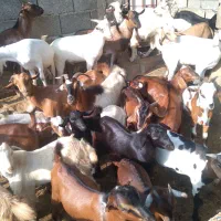 کهره نر و بز با قصابی خود بندرعباس