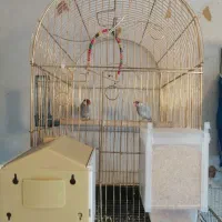 فنج نرگسی سیلور